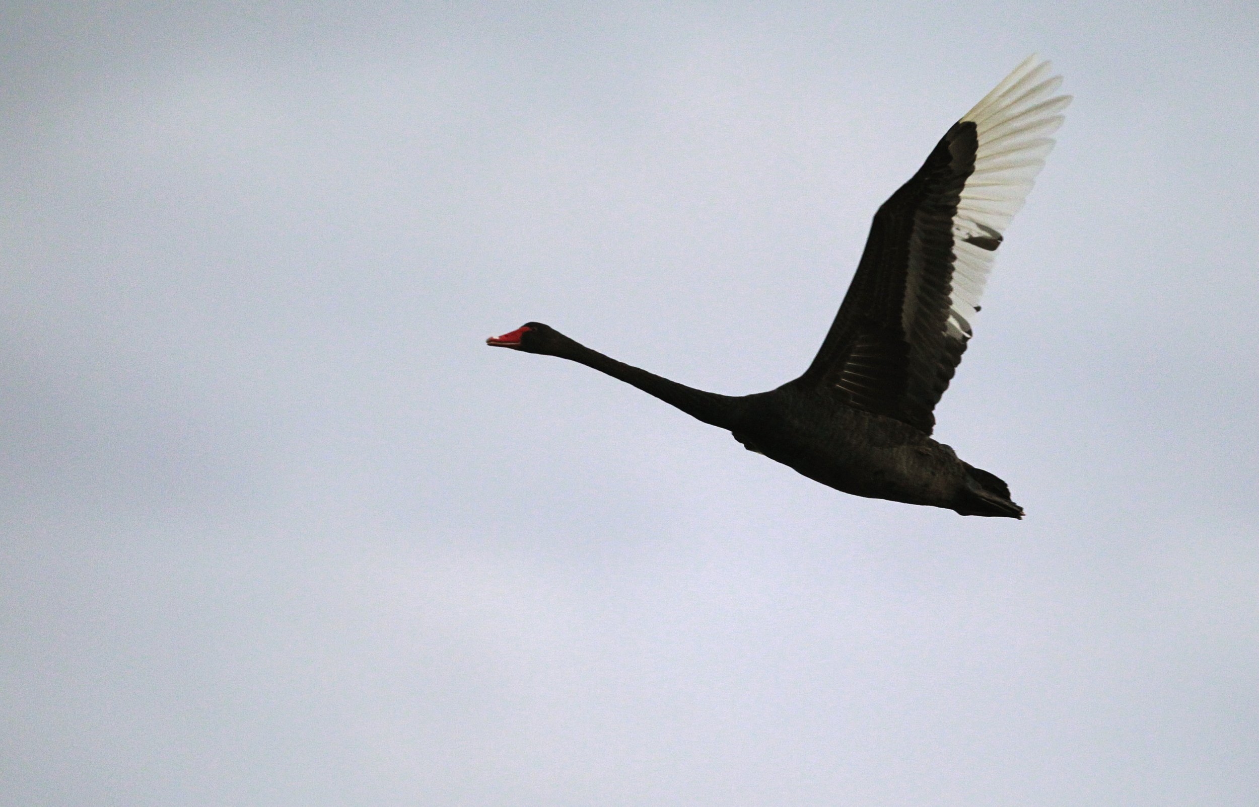 Flying Black Swan