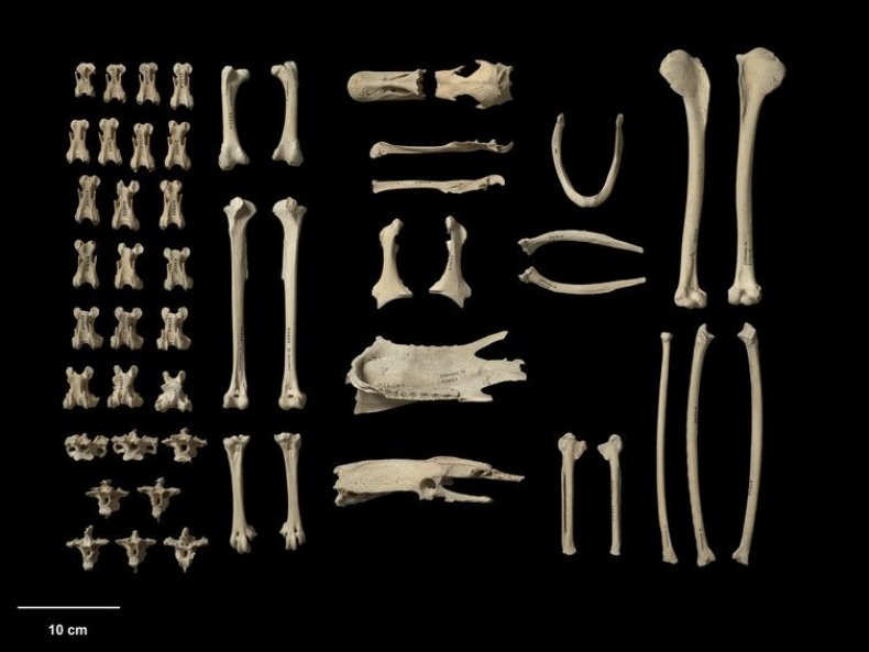 NZ bones