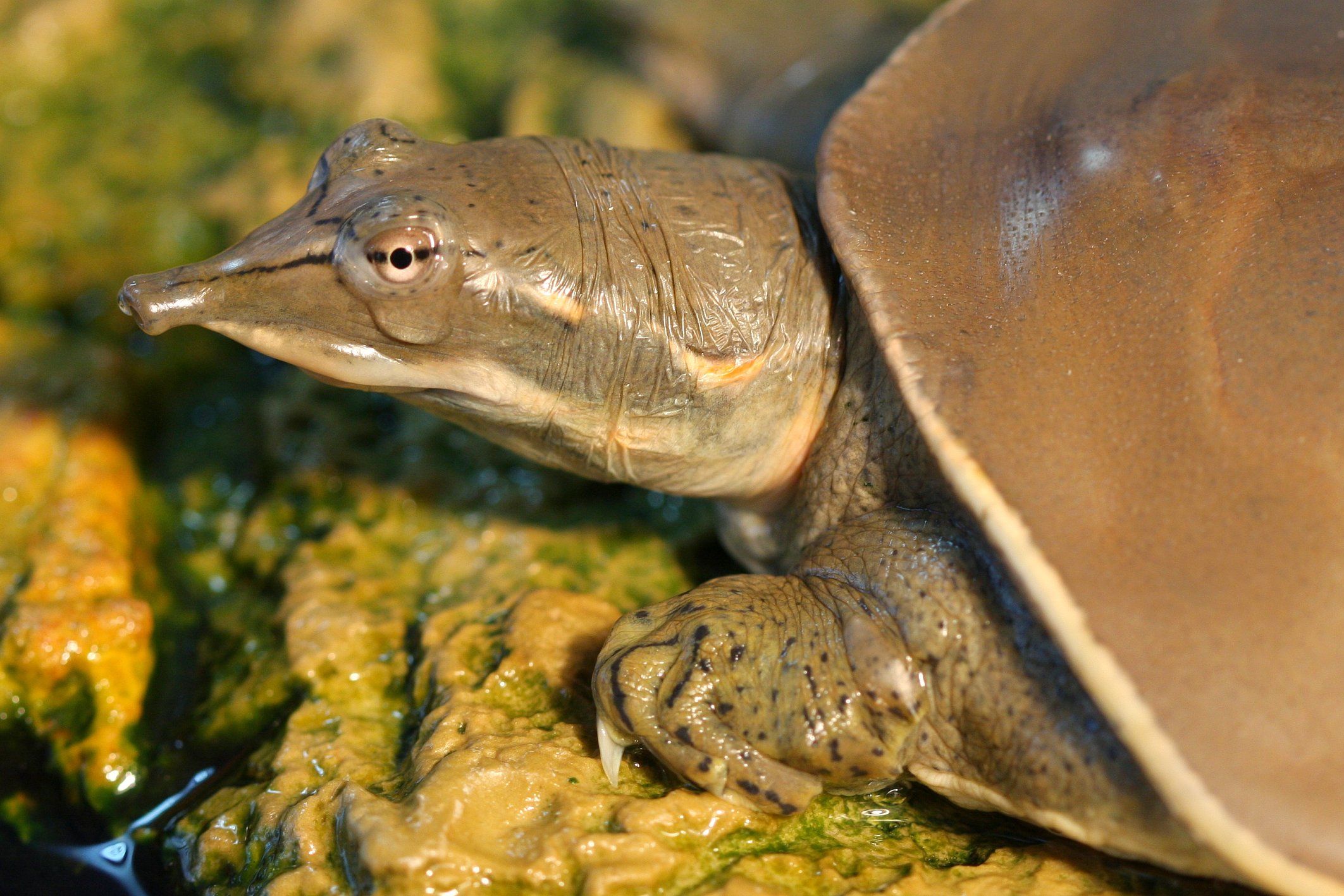 Conservationists brand tortoise shells to save species from the