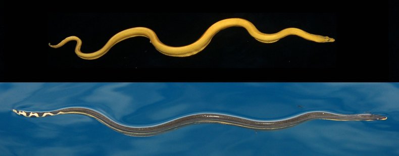 yellow-bellied-sea-snake