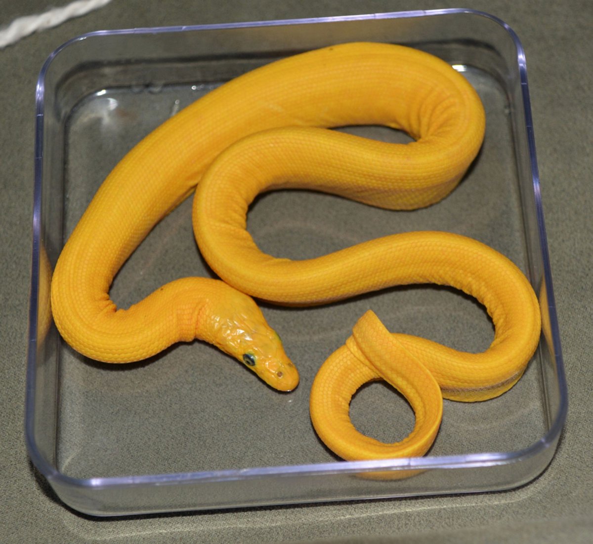 yellow-sea-snake