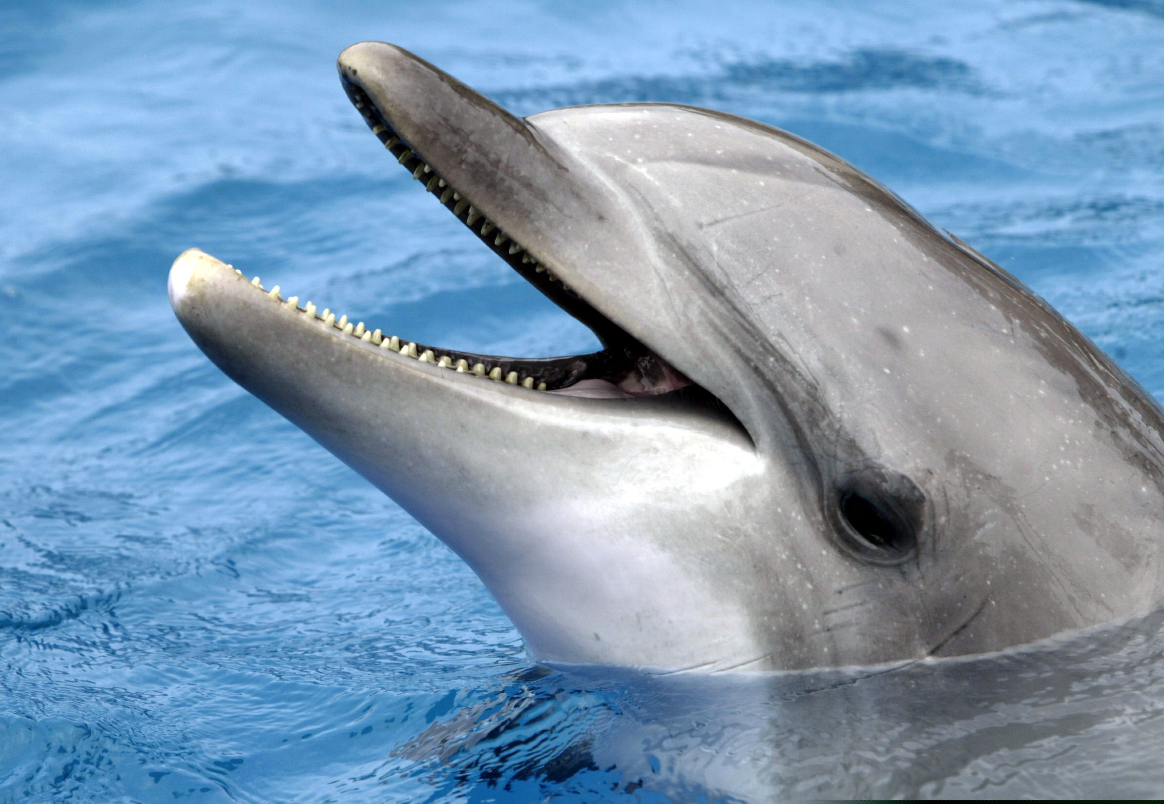 homosexuality in dolphins