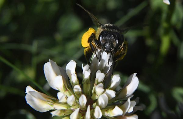 Honeybee populations are up again