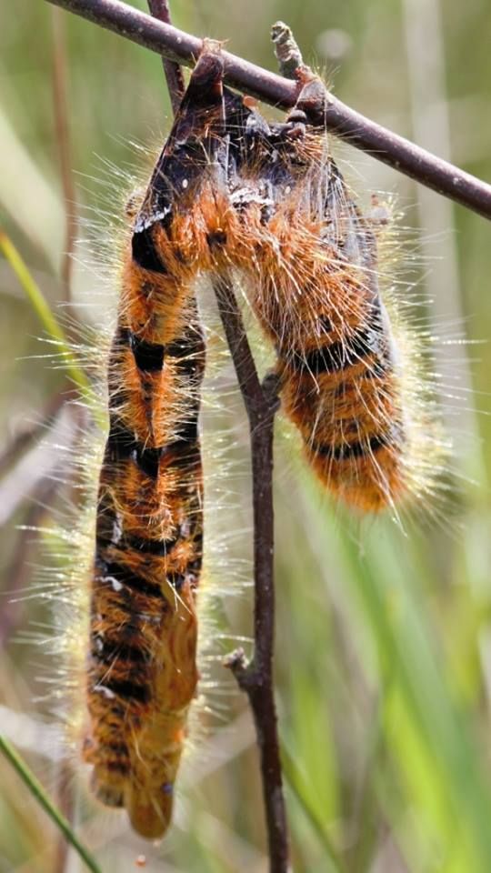 zombie caterpillar