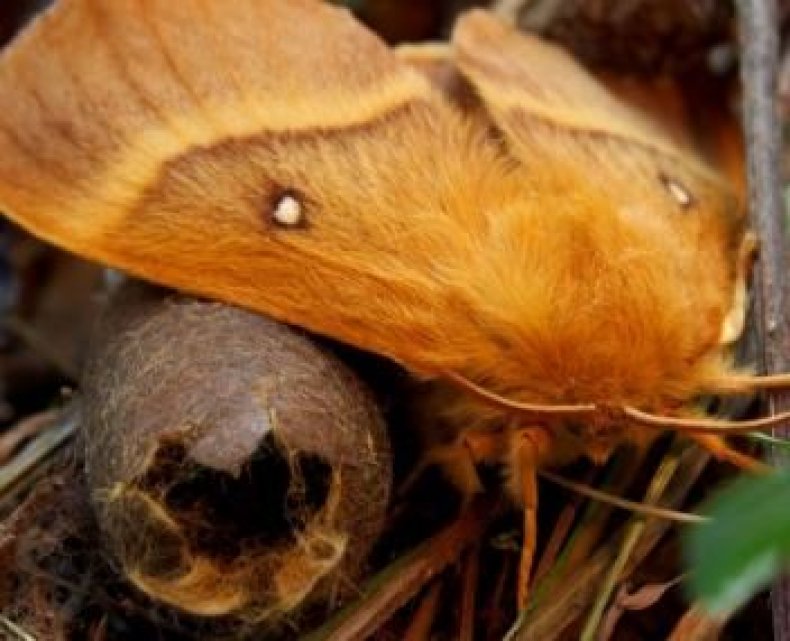 oak_eggar
