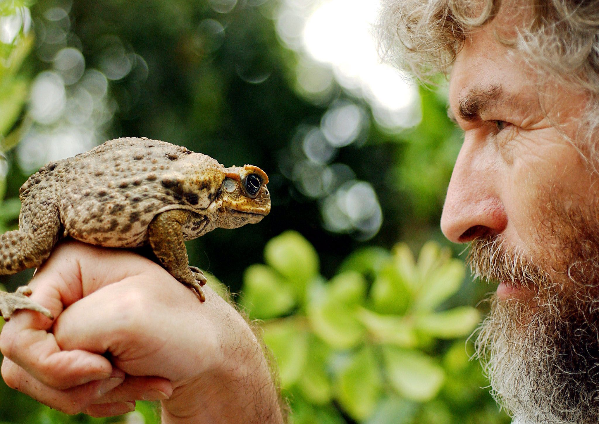 cane-toad-man