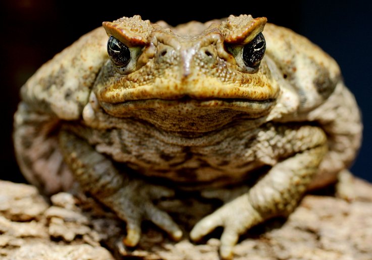 cane-toad cane-toad