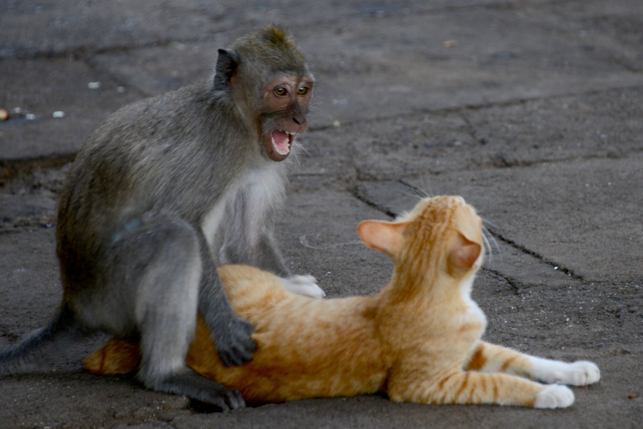 Indonesia's mischievious macaques