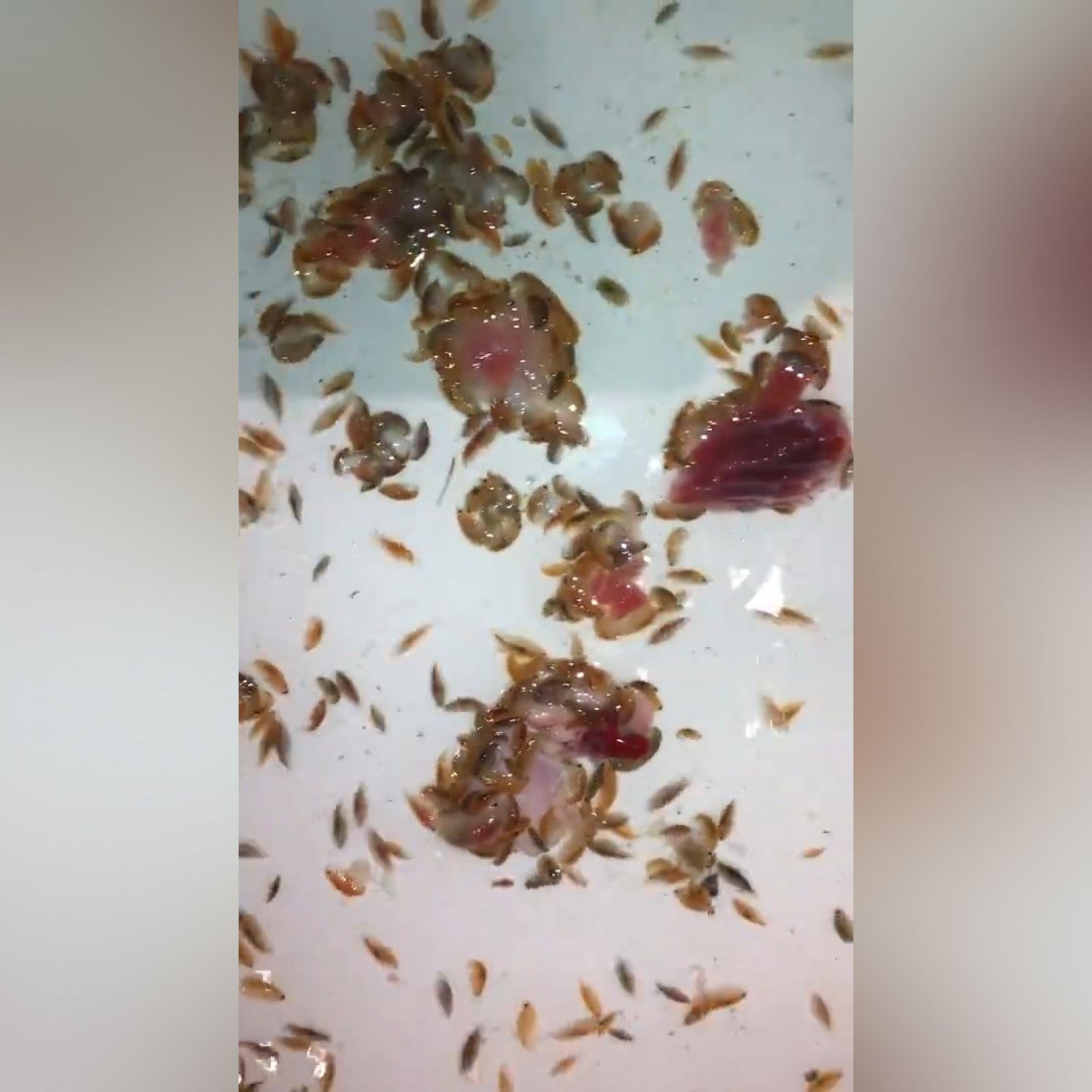 Australia: Flesh Eating Sea Fleas Attack Teen's Legs While Swimming