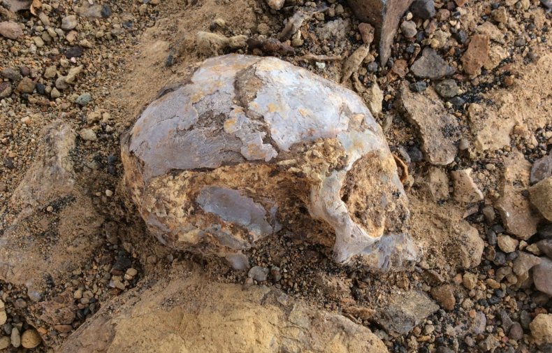 Alesi partially excavated