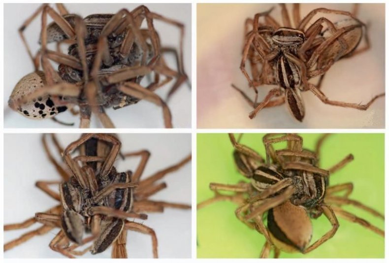 spider-threesomes