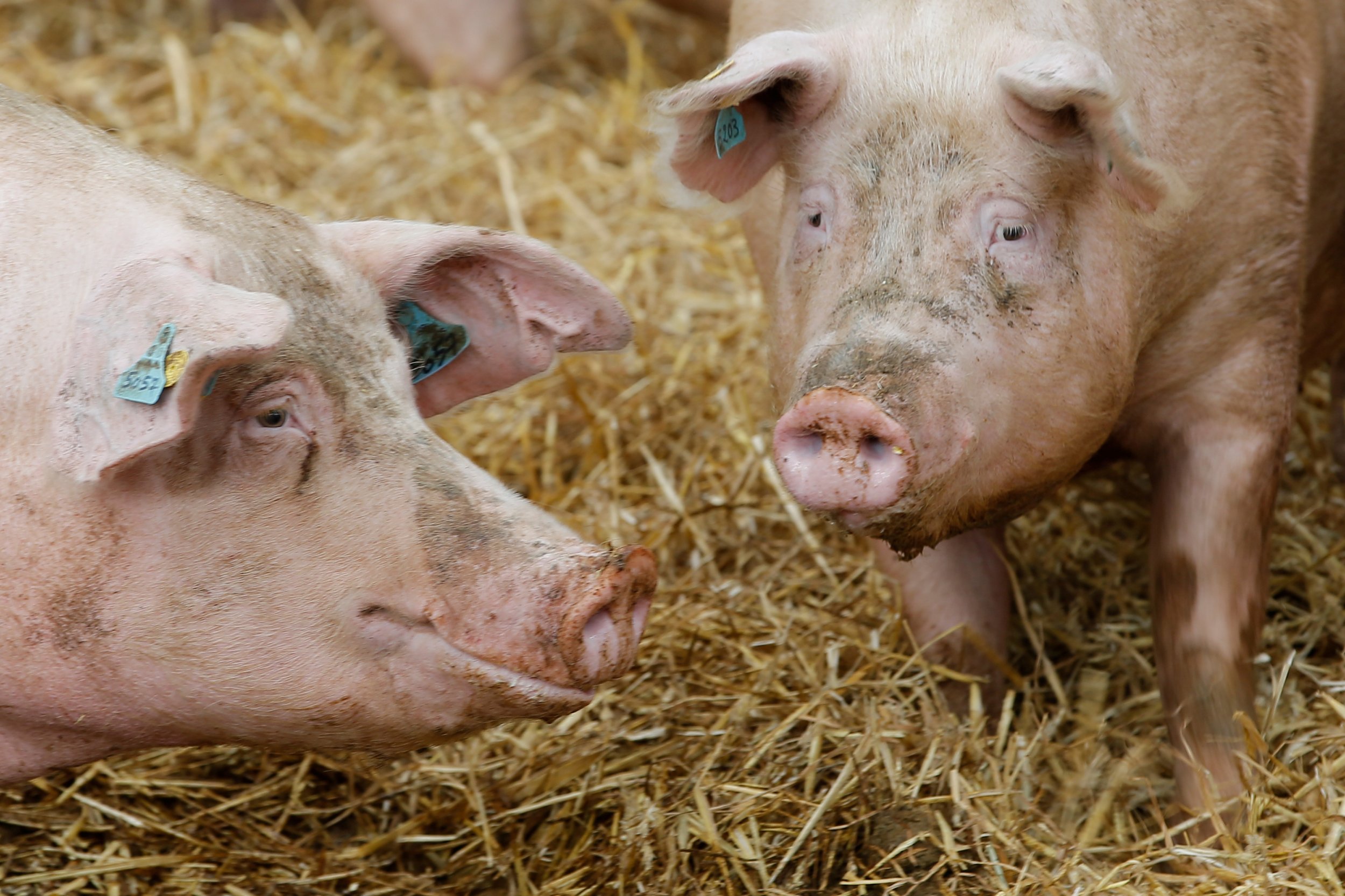 Will Cropping Pig Organs End the Long Waits for Transplants - Newsweek