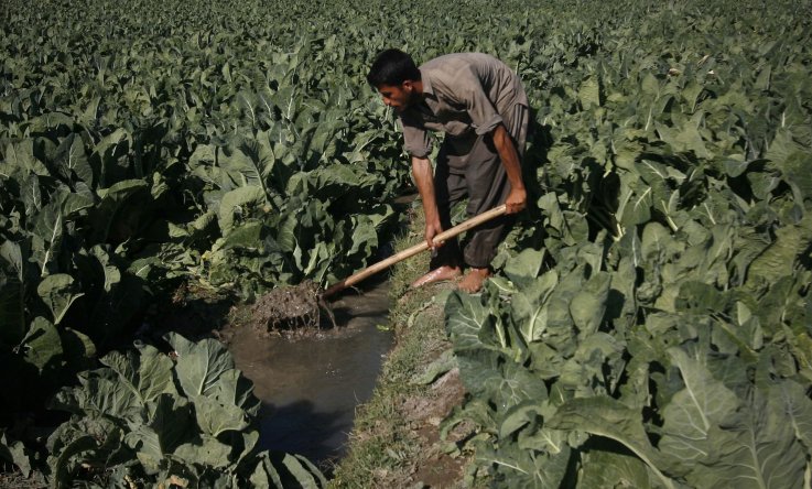Pakistan farmer Pakistan farmer