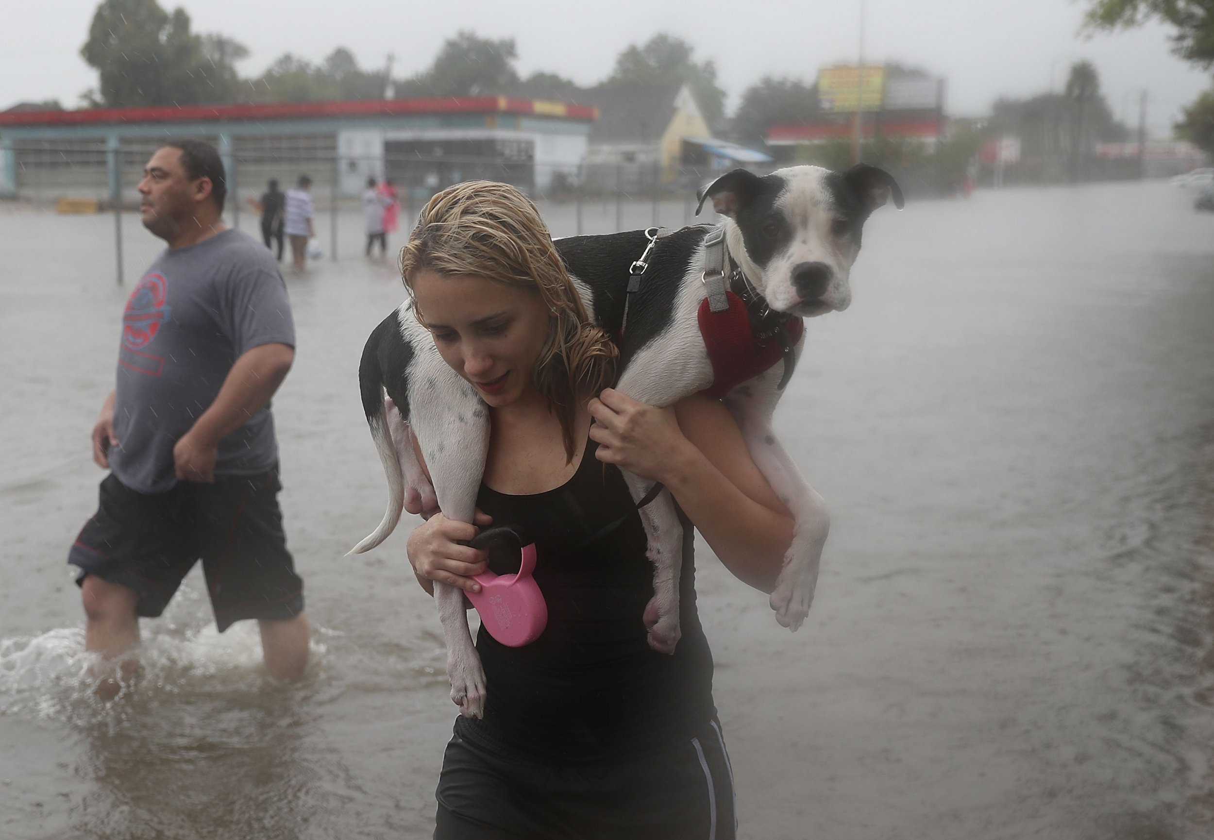 Как спасаться от животных. Люди от паводка спасают животных. Спасает животных от наводнения. Спасение животных в наводнение. Человек несет собаку.