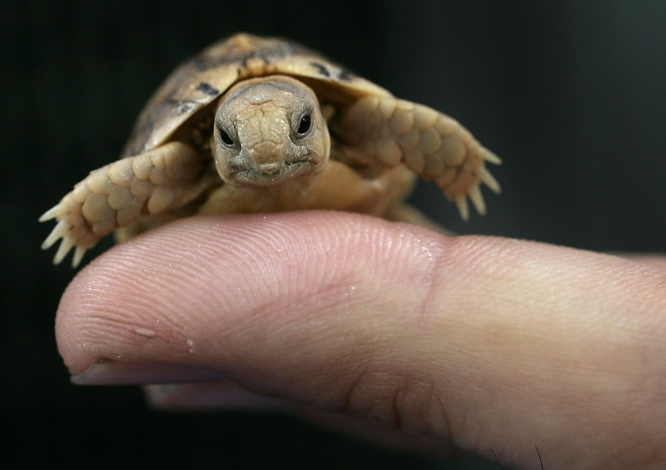 Pet Turtles Are Once Again Causing Salmonella Outbreaks : Shots