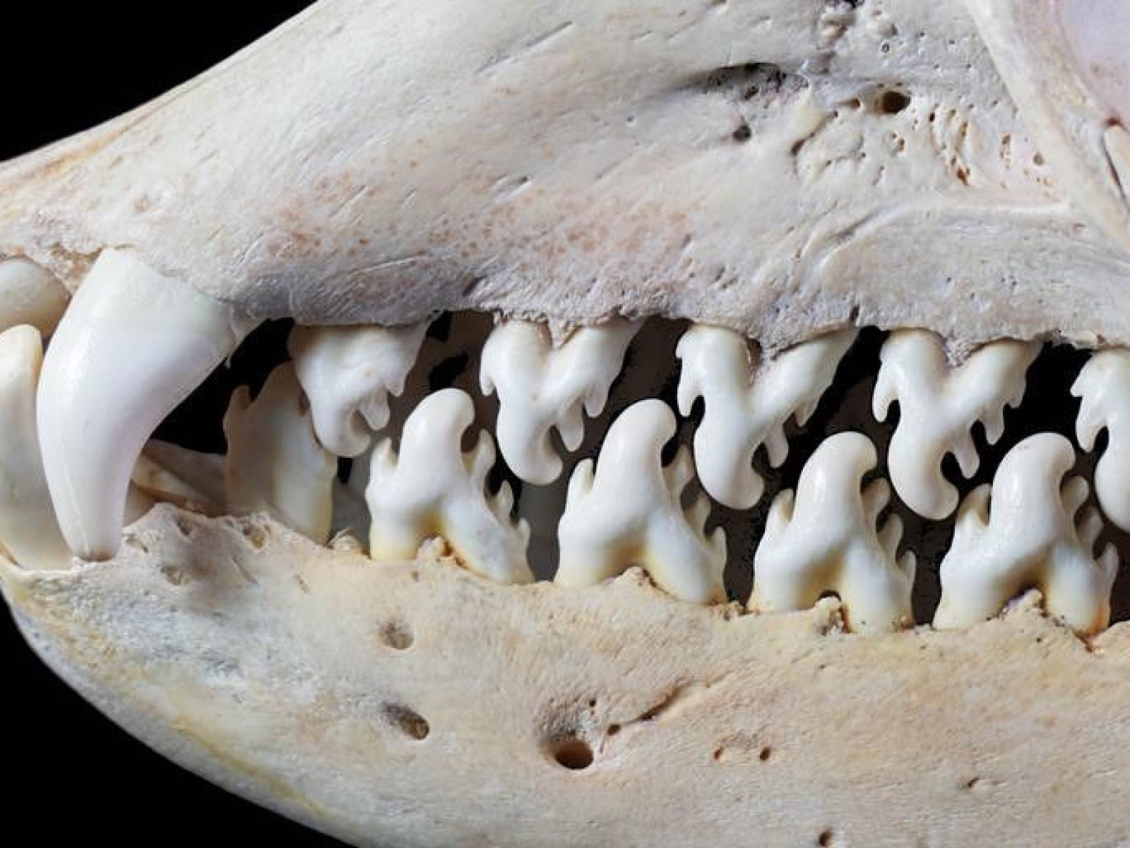 Download Ancient Whales Were Ferocious Predators With Teeth As Sharp As Desktop Wallpaper Free Wallpaper Ancient Whales Were Ferocious Predators With Teeth As Sharp As Desktop Wallpaper