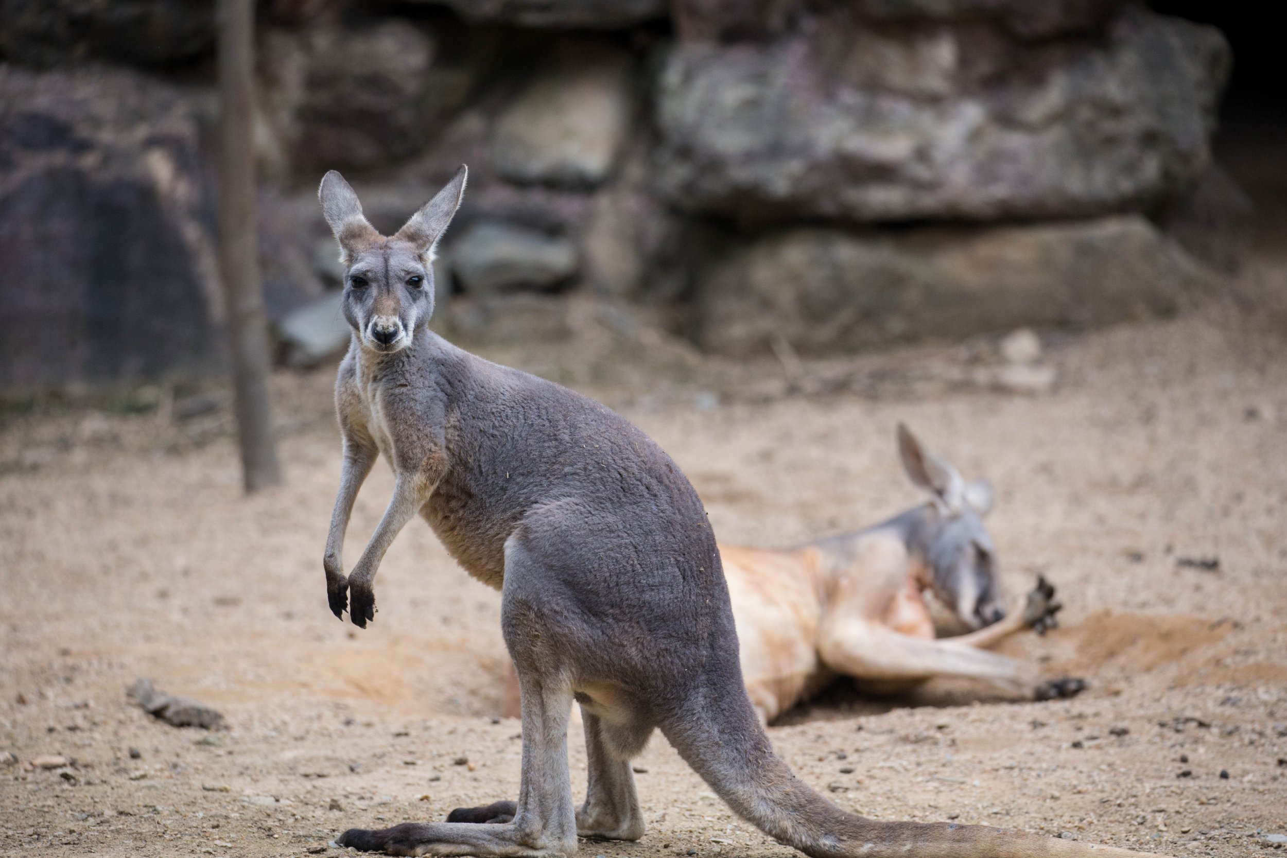 Kangaroo