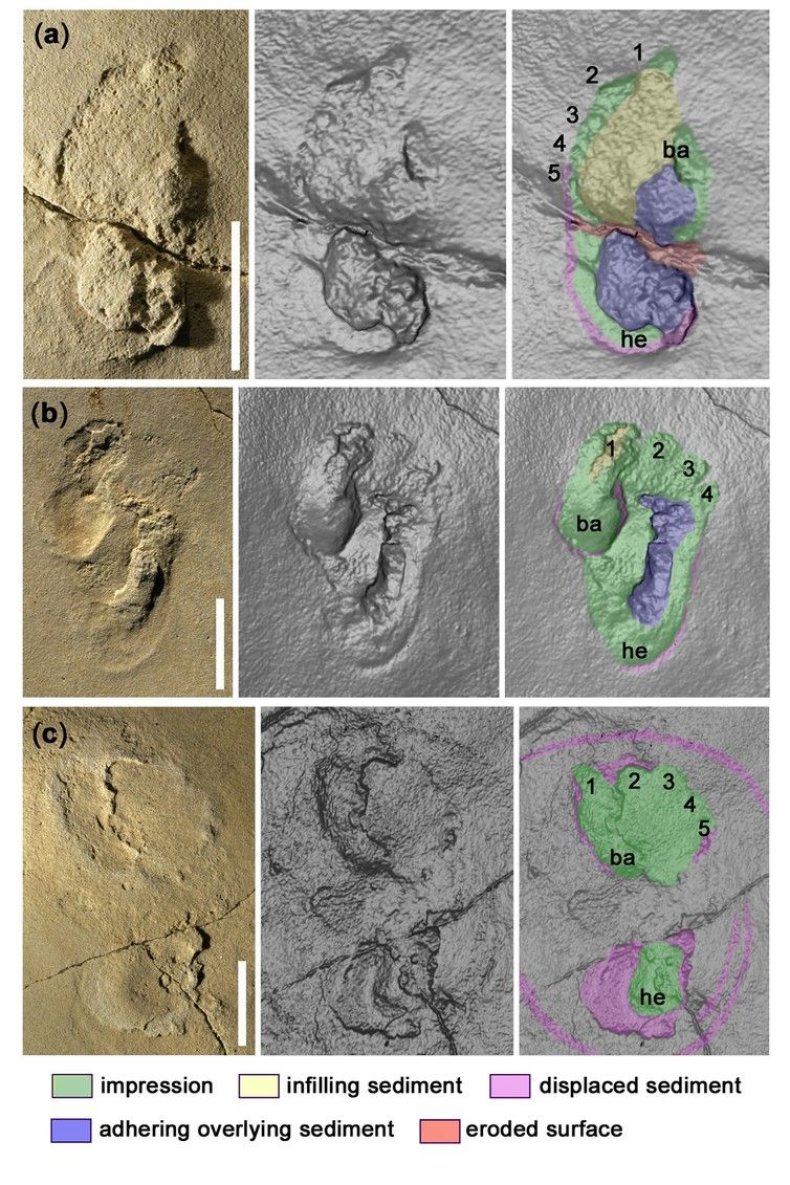 footprints