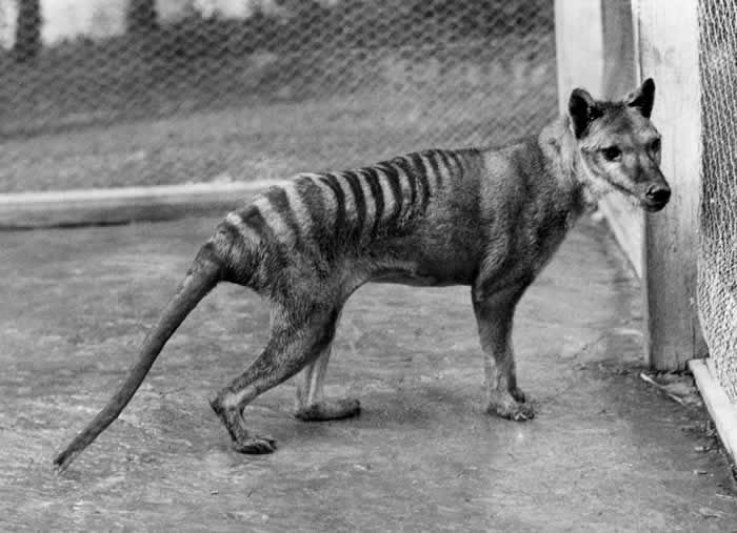 Tasmanian tiger Tasmanian tiger