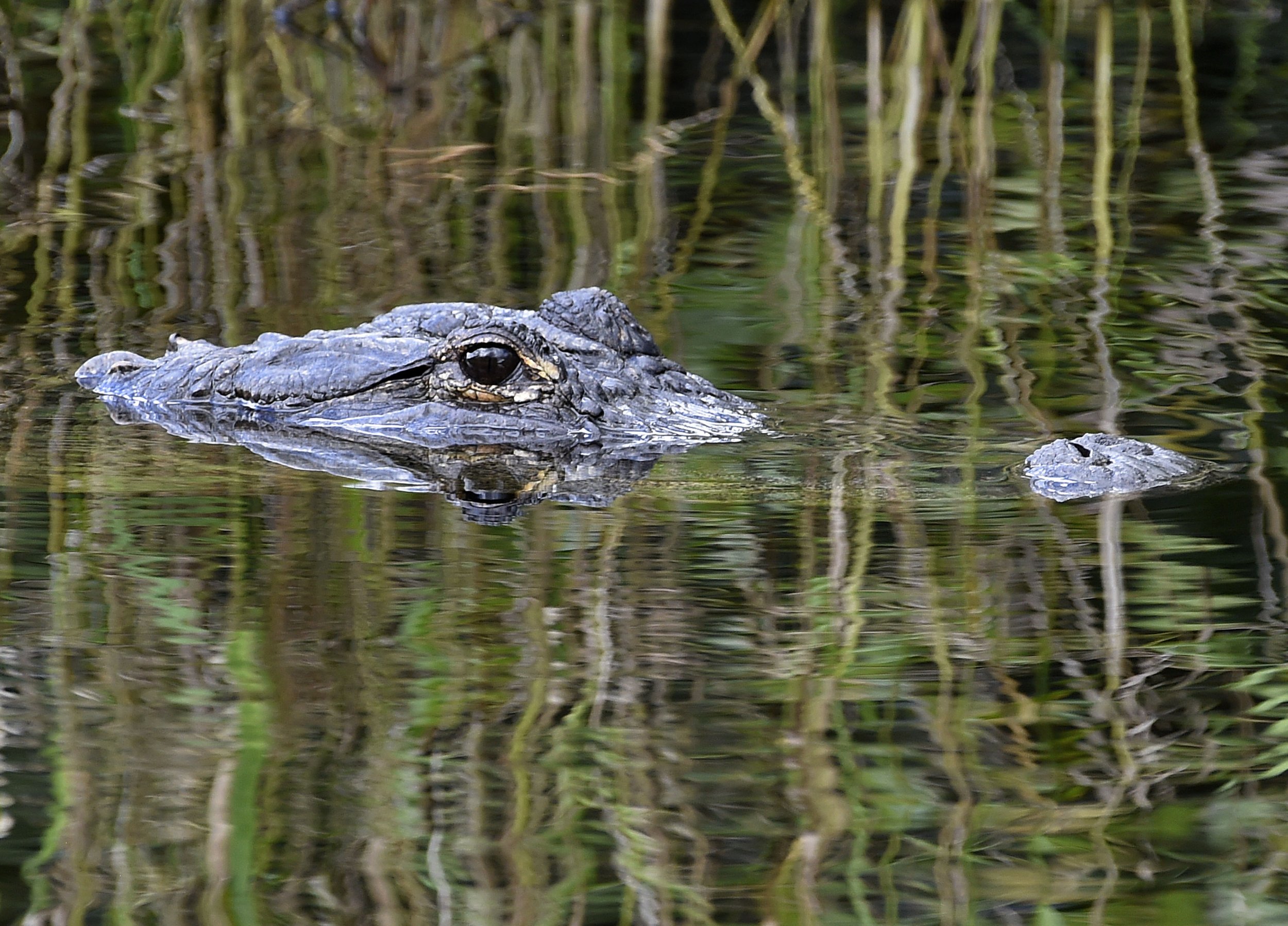 09_10_Alligator