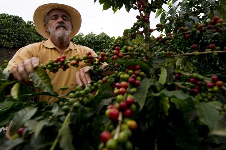 09_14_coffee_plant