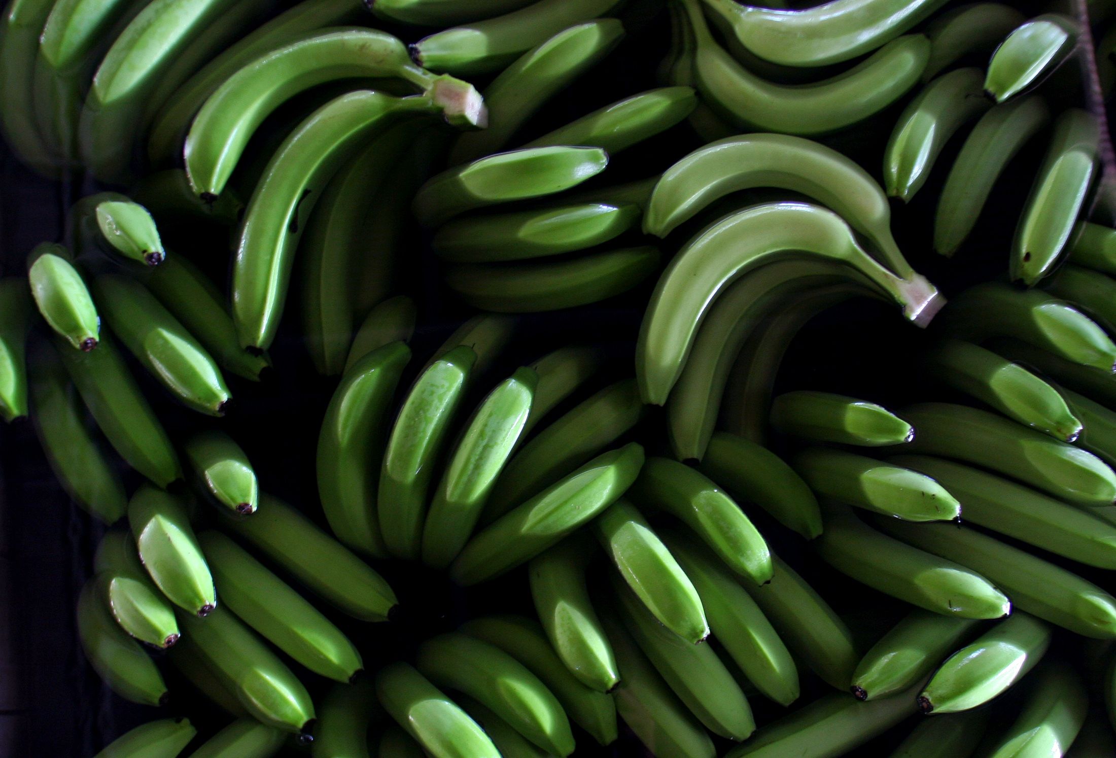 0914_green_bananas