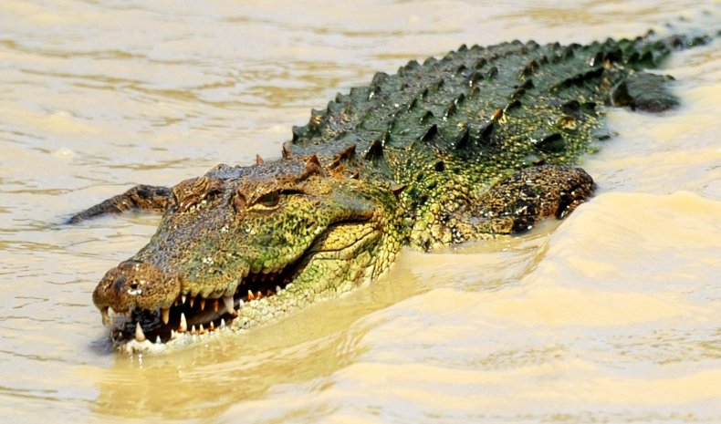 09_15_crocodile_SriLanka