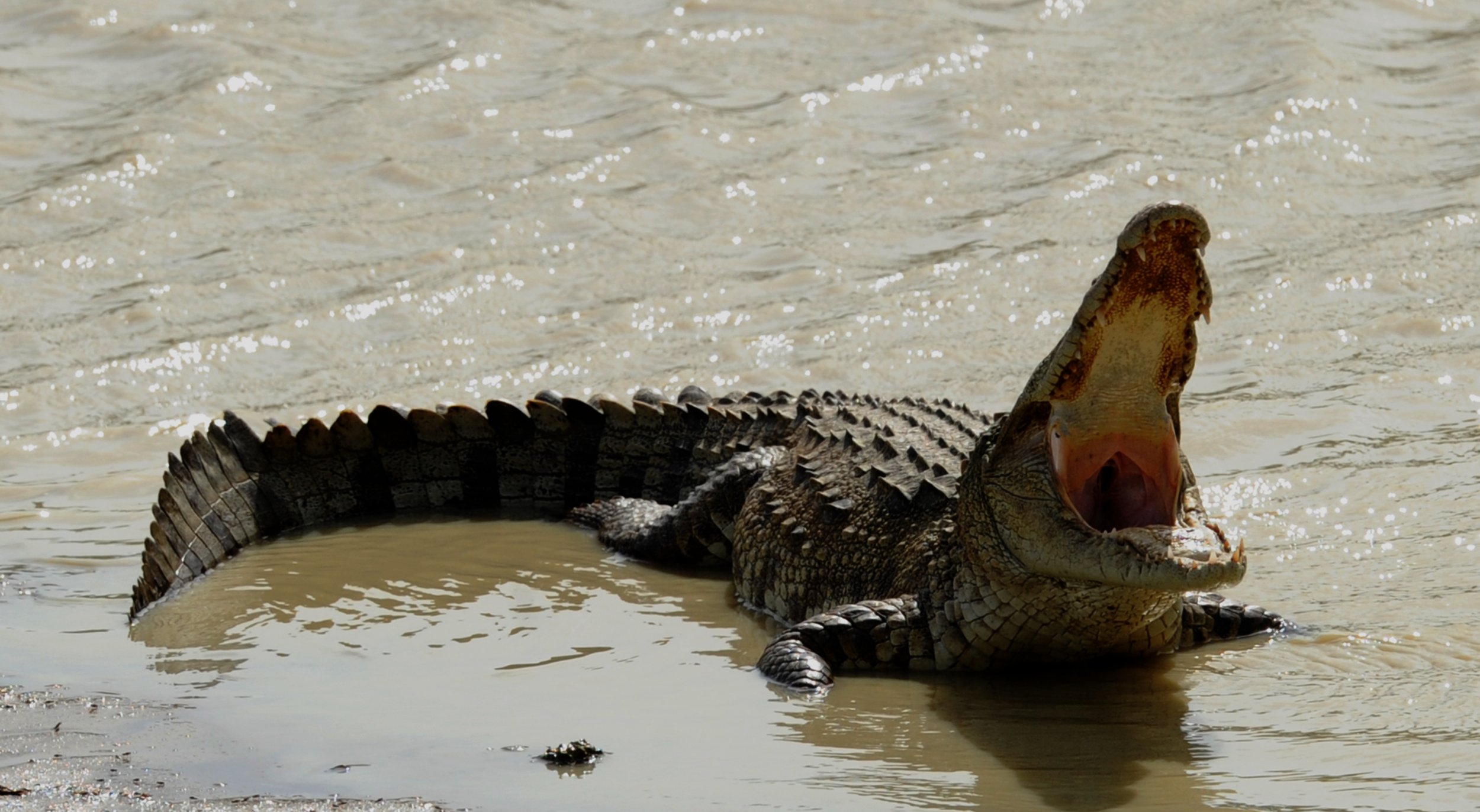 09_15_Sri Lanka_Croc