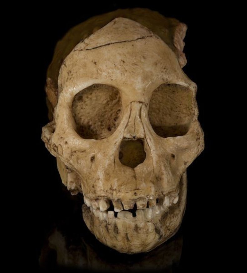 Taung Child