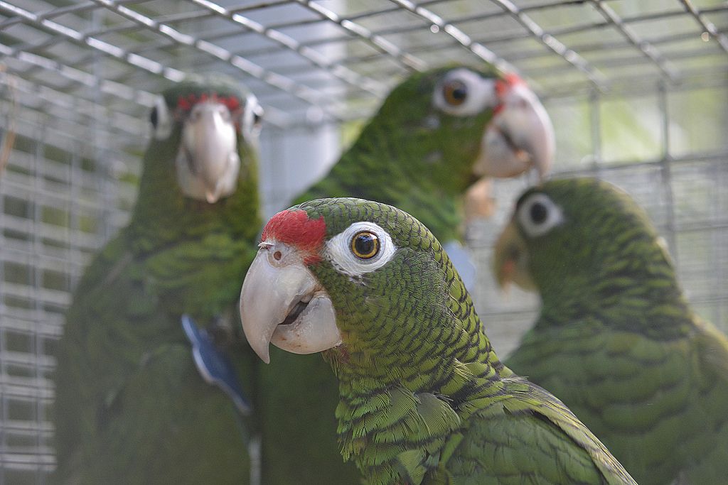 Puerto rican hot sale parakeet