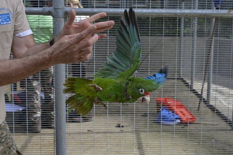 09_15_puerto_rican_parrot_flight