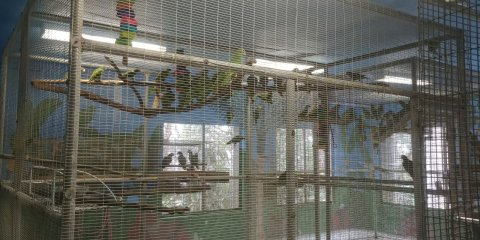 09_15_puerto_rican_parrot_irma