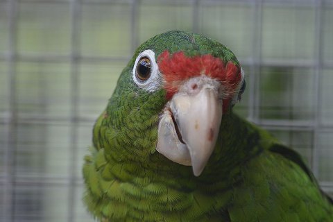 09_15_puerto_rican_parrot_2