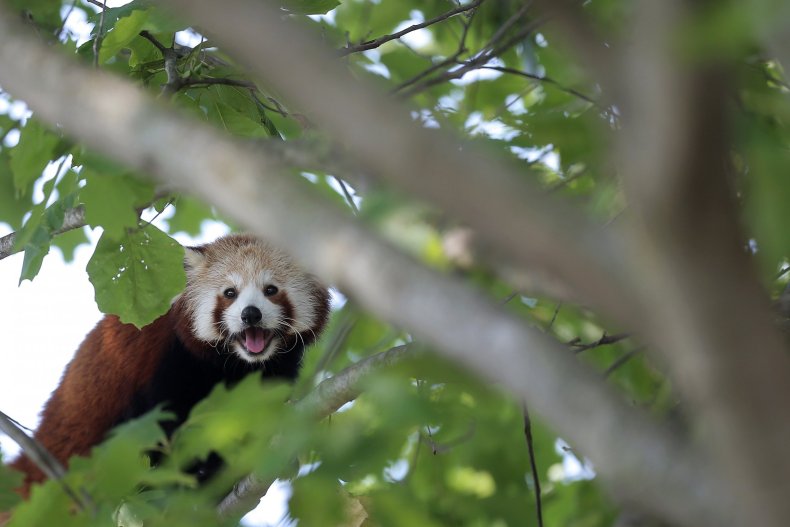 09_15_red_panda