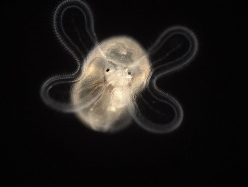 09_19_triton_snail_larva