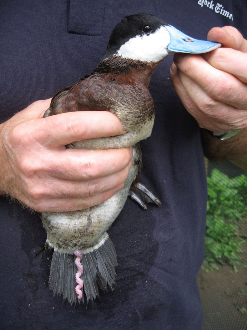 09_20_ruddy_duck_penis