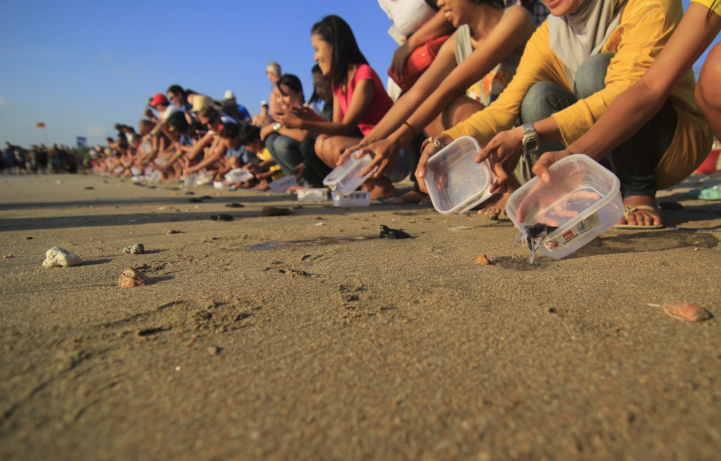 Sea turtle beach release