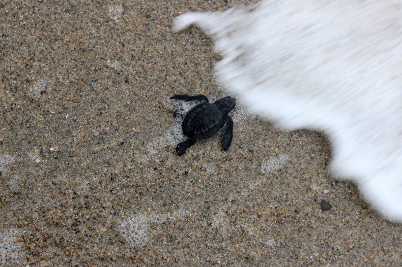 Baby turtle at wave edge