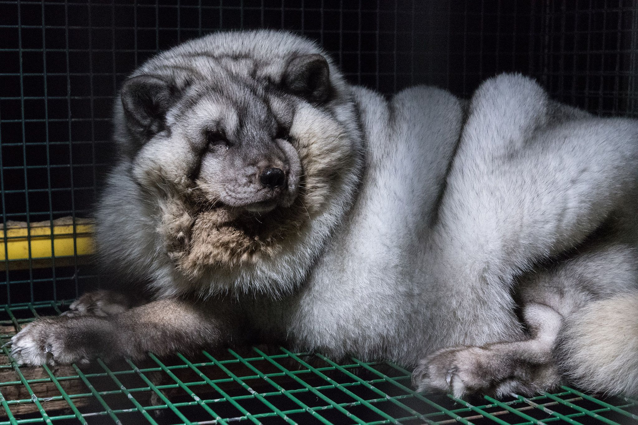 WILD SILVER FOX PELT