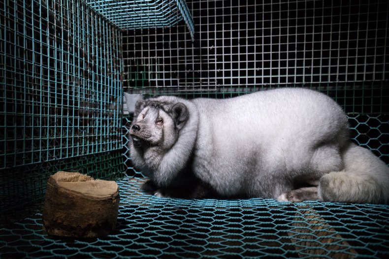 Standard_Silver_Red_Fox_Fur_Farm