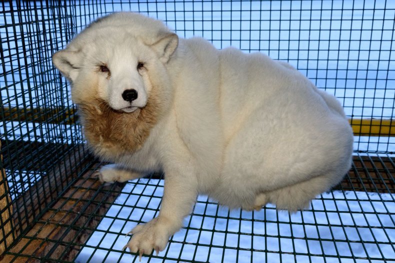 White_Arctic_Fox_Monster