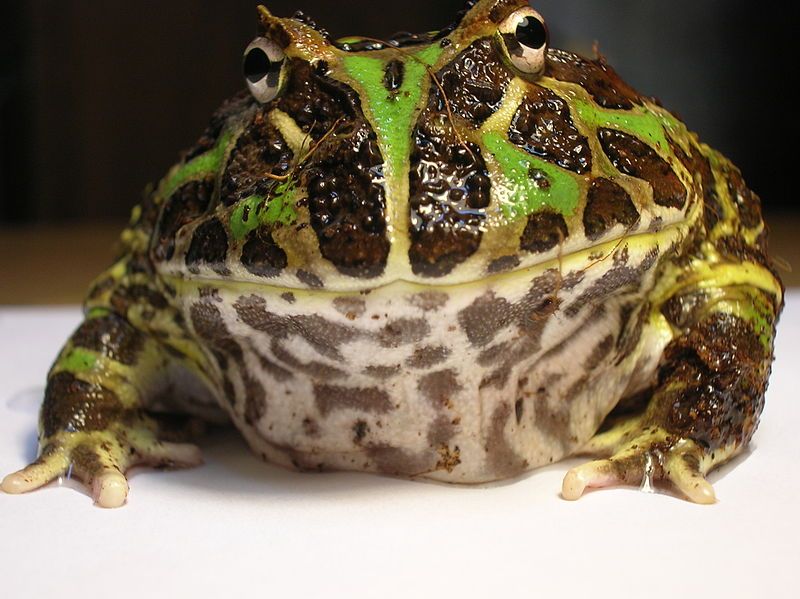 09_21_Argentine_Horned_Frog_(Ceratophrys_ornata)1