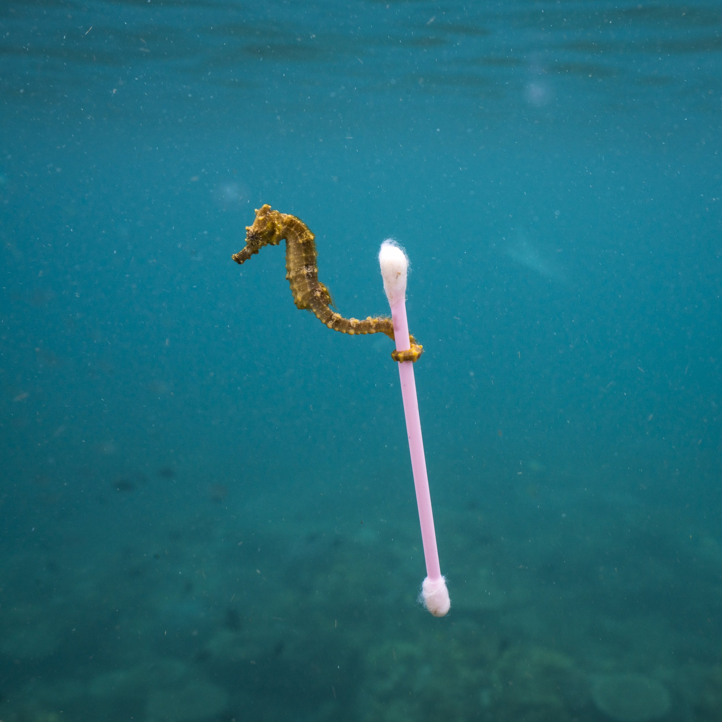 Sewage surfer © Justin Hofman - Wildlife Photographer of the Year