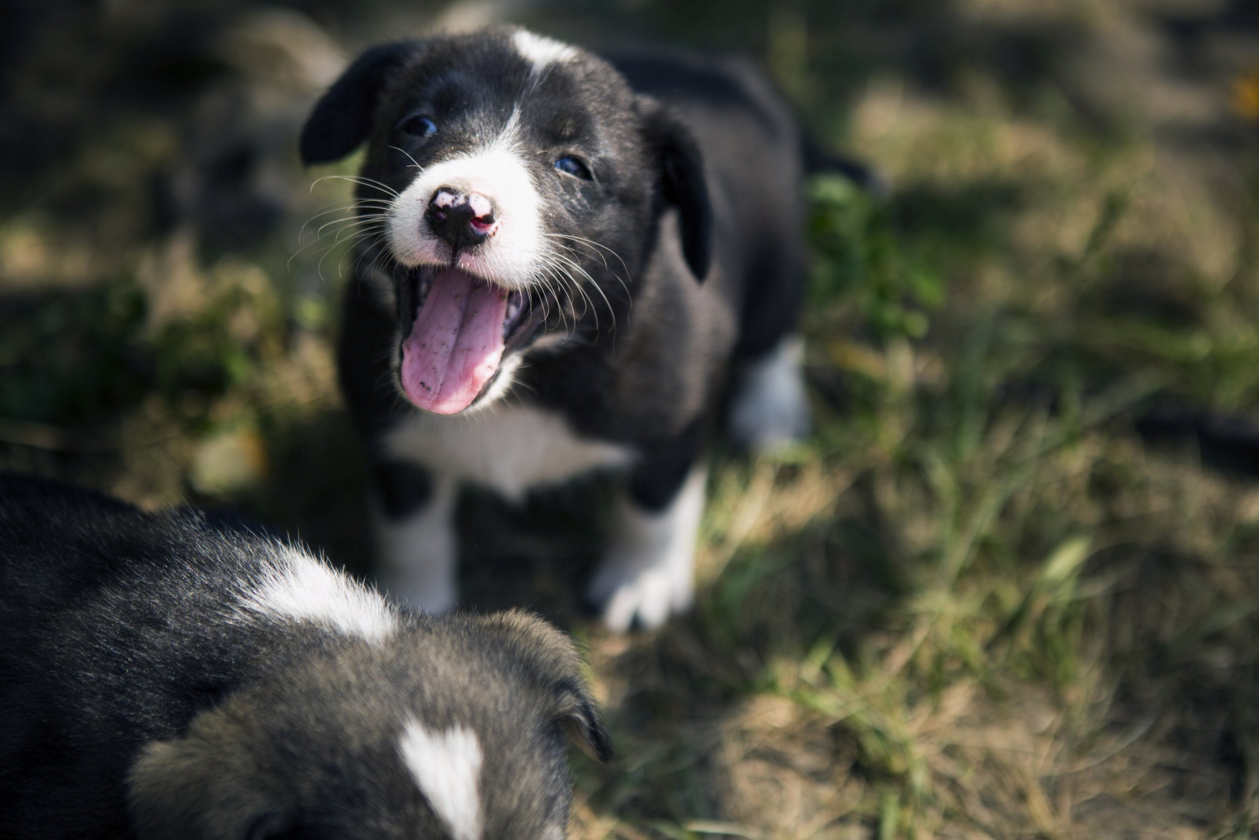 Hundreds of Radioactive Puppies Just Got Spayed, Neutered at Chernobyl  Disaster Site