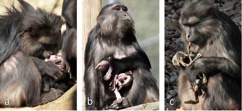 09_27_Cannibalism_Monkey_1