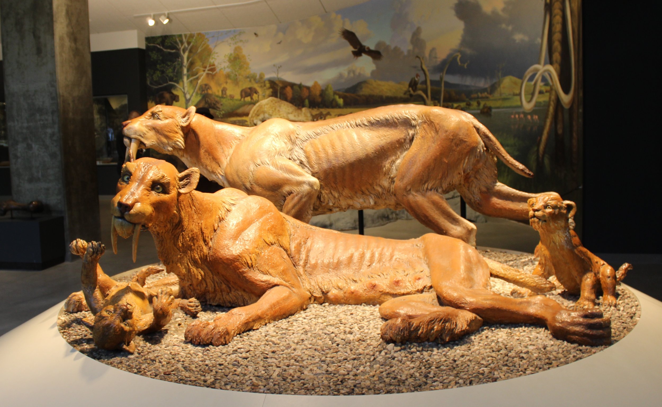 Saber_Toothed_Cat_Family