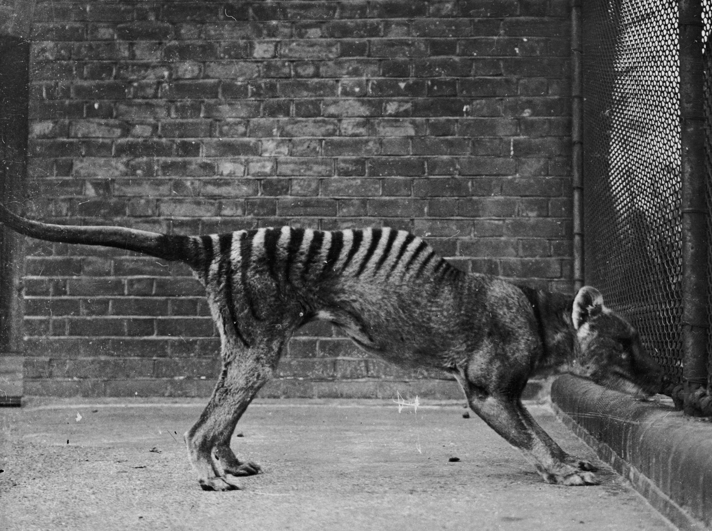 Tasmanian Tigers and Aboriginals: Which is extinct? •