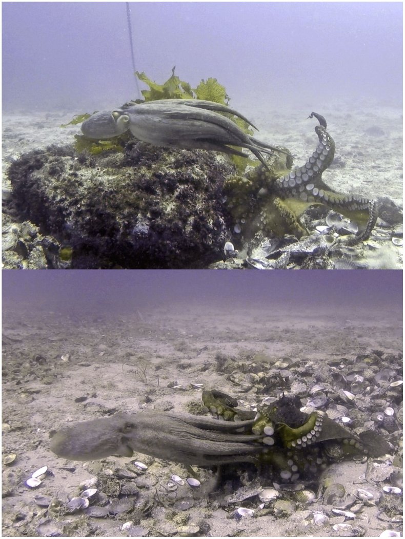 octopuseviction