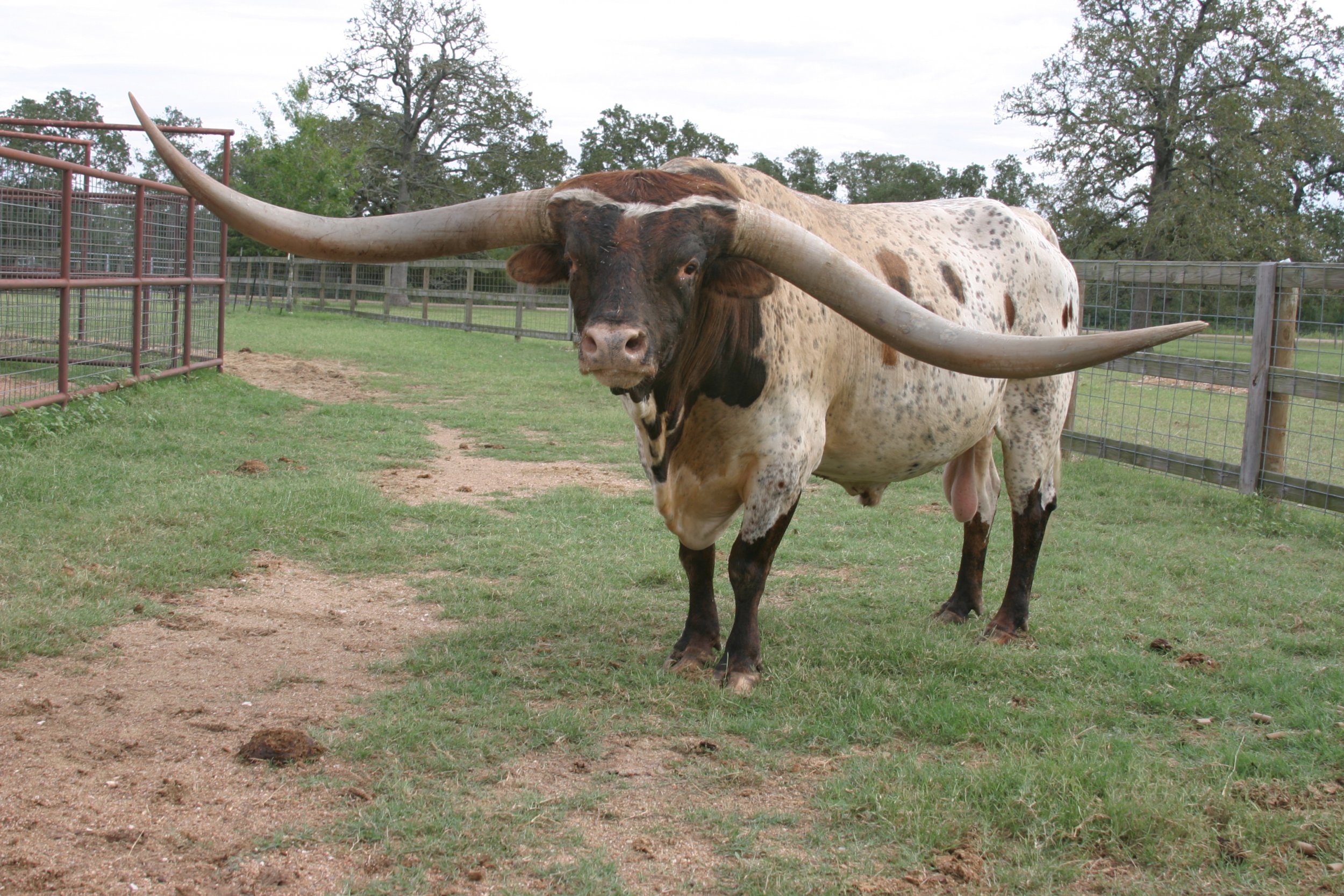 How much do longhorn cattle cost