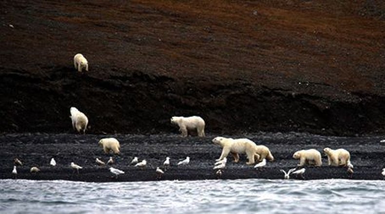 Polar_Bears_Closeup
